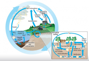 Macam Macam Daur Biogeokimia Dan Contoh UtakAtikOtak